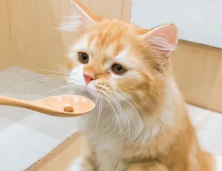 Cat Caf'e MOFF